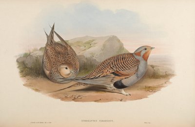 Syrrhaptes paradoxus von John Gould